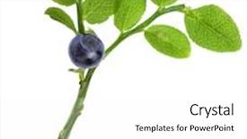  Presentation with blueberry - Presentation theme enhanced with blueberry isolated over a white background and a white colored foreground