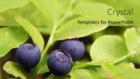  Presentation with blueberry - Amazing presentation theme having blueberry on the shrublet backdrop and a yellow colored foreground