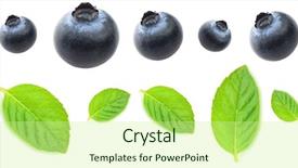  Presentation with blueberry - Beautiful theme featuring blueberry with leaves of mint backdrop and a soft green colored foreground