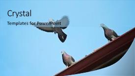  Presentation with roof - Cool new PPT theme with bluebirds - pigeons roosting on a roof backdrop and a light blue colored foreground