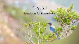  Presentation with summer time - Cool new presentation theme with bluebirds - western blue bird sitting backdrop and a mint green colored foreground