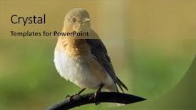  Presentation with eastern - Amazing slide set having bluebird sitting on a shepherd backdrop and a yellow colored foreground