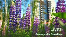  Presentation with pink flowers - Slide set with bluebonnet - blooming violet and pink lupine background and a tawny brown colored foreground