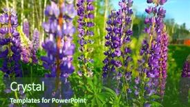  Presentation with blooming lotus flower of pink - Colorful presentation design enhanced with bluebonnet - blooming violet and pink lupine backdrop and a forest green colored foreground