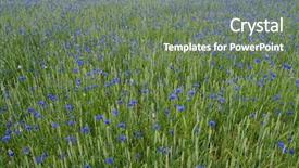  Presentation with corn field - Slide deck consisting of bluebonnet - blue cornflowers in corn field background and a  colored foreground
