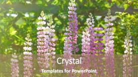  Presentation with sun growing - PPT theme having bluebonnet - bright sun's rays shining background and a  colored foreground