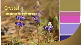  Presentation with wild flower in field of daisies - PPT theme with bluebonnet - delicate wild lupin flowers background and a  colored foreground