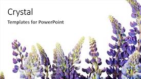  Presentation with garden - Presentation theme with bluebonnet - garden lupine isolated on white background and a white colored foreground