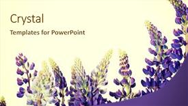  Presentation with garden - Slides enhanced with bluebonnet - garden lupine isolated on white background and a white colored foreground