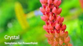  Presentation with red hibiscus rosa sinensis flower - PPT theme consisting of bluebonnet - lupine flower closeup red isolated background and a shamrock green colored foreground
