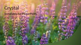  Presentation with flowers - Theme with bluebonnet - lupine flowers background field background and a coral colored foreground