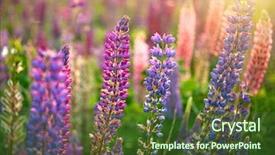  Presentation with flowers - Theme featuring bluebonnet - lupine flowers background field background and a tawny brown colored foreground