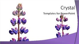  Presentation with lupines - PPT theme with bluebonnet - lupines on white background background and a white colored foreground