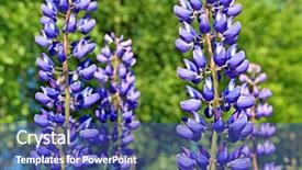 Presentation with lupines - Theme with bluebonnet - lupines background and a ocean colored foreground