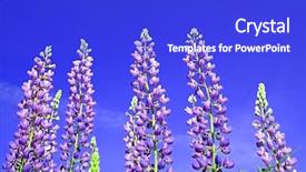  Presentation with lupines - Presentation theme consisting of bluebonnet - lupines background and a cobalt blue colored foreground