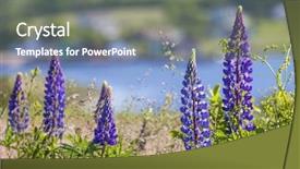  Presentation with growing - Colorful presentation enhanced with bluebonnet - lupins growing wild and flowering backdrop and a gray colored foreground