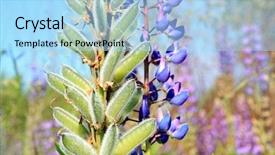  Presentation with cocoa pod - Beautiful presentation theme featuring bluebonnet - pod of the lupine backdrop and a light blue colored foreground
