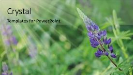  Presentation with lupines - PPT theme featuring bluebonnet - purple wild lupines background and a seafoam green colored foreground