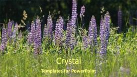  Presentation with lupines - Slide set with bluebonnet - wild lupines background and a  colored foreground
