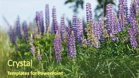 Presentation with lupines - Audience pleasing presentation theme consisting of bluebonnet - wild lupines backdrop and a tawny brown colored foreground