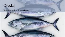  Presentation with fish tuna - Audience pleasing theme consisting of bluefin four tuna fish thunnus backdrop and a light blue colored foreground