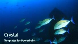  Presentation with hunting - Slide set having bluefin trevally fish jack fish hunting background and a navy blue colored foreground