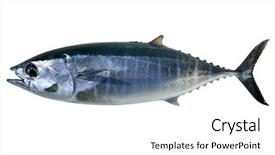  Presentation with fish tuna - Colorful slides enhanced with bluefin tuna isolated on white backdrop and a white colored foreground