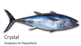  Presentation with tuna - Presentation theme enhanced with bluefin tuna really fresh isolated background and a white colored foreground