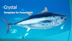  Presentation with fish tuna - PPT theme enhanced with bluefin tuna thunnus thynnus saltwater background and a teal colored foreground