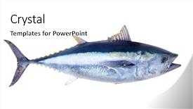  Presentation with fish tuna - Slide set enhanced with close up of miniature people with social network diagram on open notebook on wooden desk as social media concept background and a light gray colored foreground