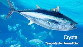  Presentation with fish tuna - PPT theme having bluefin tuna thunnus thynnus saltwater background and a teal colored foreground