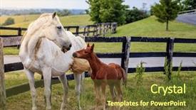  Presentation with farm - Amazing presentation theme having bluegrass - mare and her colt backdrop and a tawny brown colored foreground