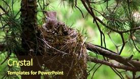  Presentation with tree - Slides with bluejay sitting in a nest background and a wine colored foreground