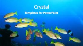  Presentation with electric yellow fish - Colorful PPT theme enhanced with blueline - school of fish yellow snappers backdrop and a light gray colored foreground