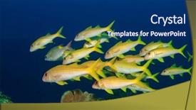  Presentation with electric yellow fish - Colorful theme enhanced with blueline - school of yellow fish goatfish backdrop and a  colored foreground