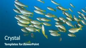  Presentation with electric yellow fish - Presentation enhanced with blueline - school of yellow snapper fish background and a  colored foreground
