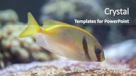  Presentation with keel billed toucan also known - PPT layouts featuring blueline - scribbled rabbitfish siganus doliatus also background and a ocean colored foreground