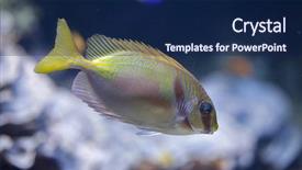  Presentation with keel billed toucan also known - Cool new theme with blueline - scribbled rabbitfish siganus doliatus also backdrop and a navy blue colored foreground