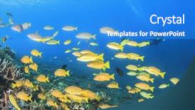  Presentation with scuba diving - Cool new theme with macro texture of white japanese plum blossoms in horizontal frame backdrop and a light gray colored foreground