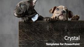  Presentation with bully - Cool new PPT theme with blues brothers - curious american bully puppy wearing backdrop and a dark gray colored foreground