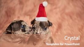  Presentation with bully - Presentation theme with blues brothers - little american bully puppy sniffing background and a  colored foreground