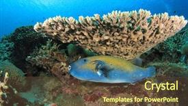  Presentation with reef octopus underwater - Beautiful slide set featuring bluespotted-pufferfish-on-coral-reef backdrop and a tawny brown colored foreground