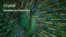  Presentation with teal and yellow - Slide set having bluish - close up of yellow crested background and a tawny brown colored foreground