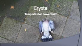  Presentation with dove - Beautiful PPT layouts featuring bluish - died dove on the sidewalk backdrop and a gray colored foreground