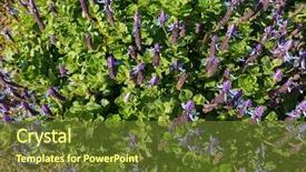  Presentation with sad dog abandoned dogs - Colorful PPT theme enhanced with bluish - dog's bane groundcover flower spikes backdrop and a tawny brown colored foreground
