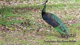  Presentation with peacock the indian peafowl - PPT layouts featuring bluish - green java peafowl peacock background and a mint green colored foreground