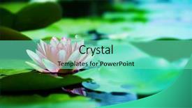  Presentation with pink flowers - Beautiful presentation design featuring bluish - pink lotus flowers blooming backdrop and a seafoam green colored foreground