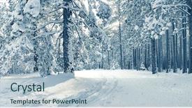  Presentation with pine - Presentation design with bluish - snowy pine woods background and a light blue colored foreground