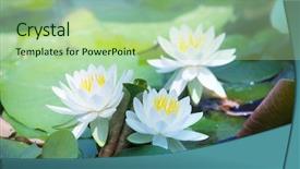  Presentation with white flowers - Slide set having bluish - white lotus flowers blooming background and a mint green colored foreground