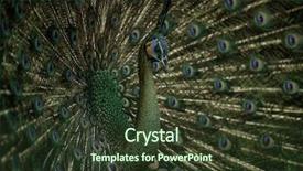  Presentation with young grey maine coon cat - Beautiful presentation theme featuring bluish - young green peacock showing his backdrop and a tawny brown colored foreground